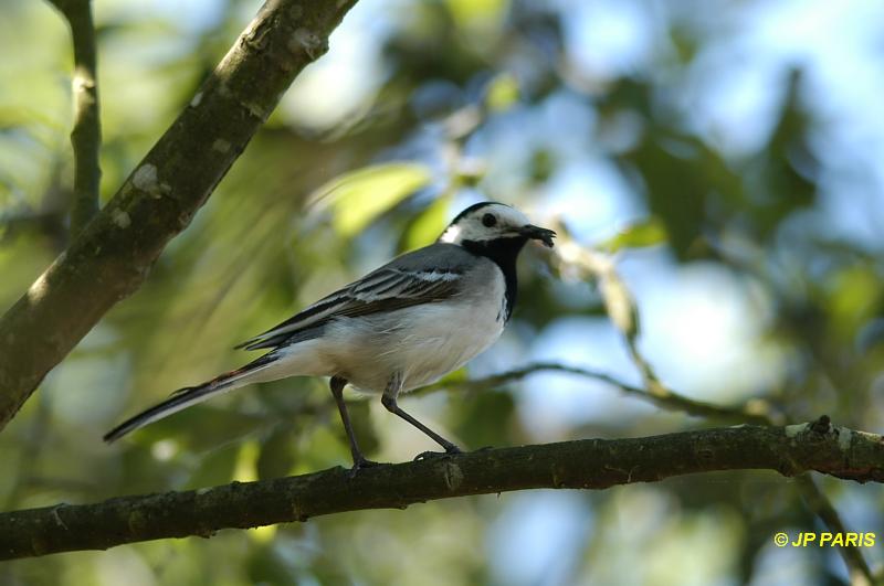 Motacilla alba